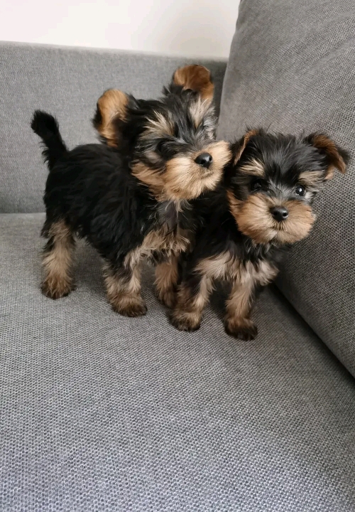 Cute Teacup Yorkie Puppies Available For Sale 