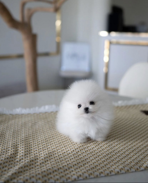 Cute Mini Teacup Pomeranian Puppy 