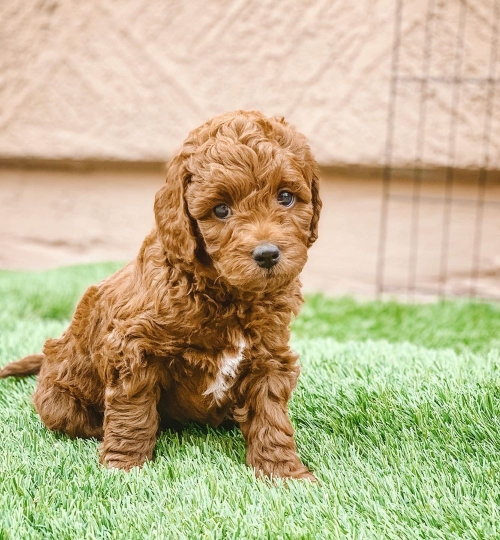  Golden Doodle Puppies Available For Adoption.