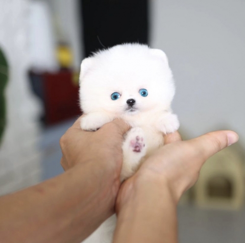 White Pomeranian Puppy 