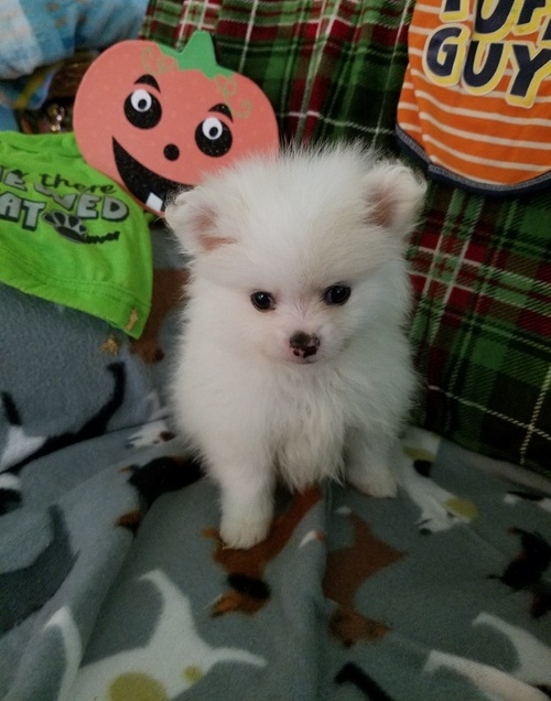  Gorgeous Male And Female Pomeranain Puppies.