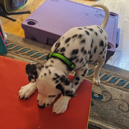  We Have A Male And Female Dalmatian Beautiful Puppies 