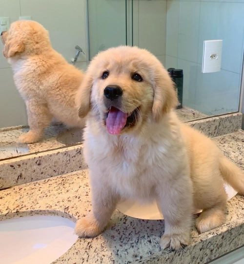  Healthy, Home Raised Golden Retriever Puppies For Adoption. 