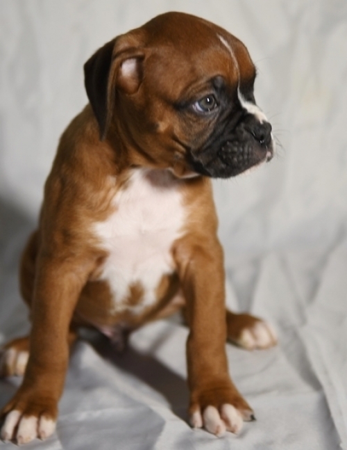  These Boxer Puppies Are Ready To Go To A New Home