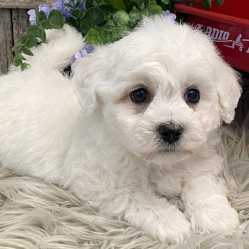  Bichons Frise Puppies For Re-homing Interested 