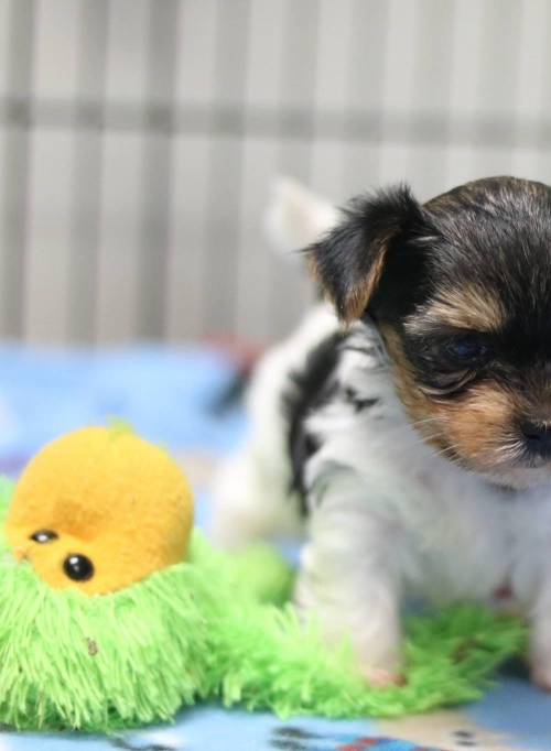 We Have Adorable CKC Miniature Yorkshire Terrier Puppies Available 
