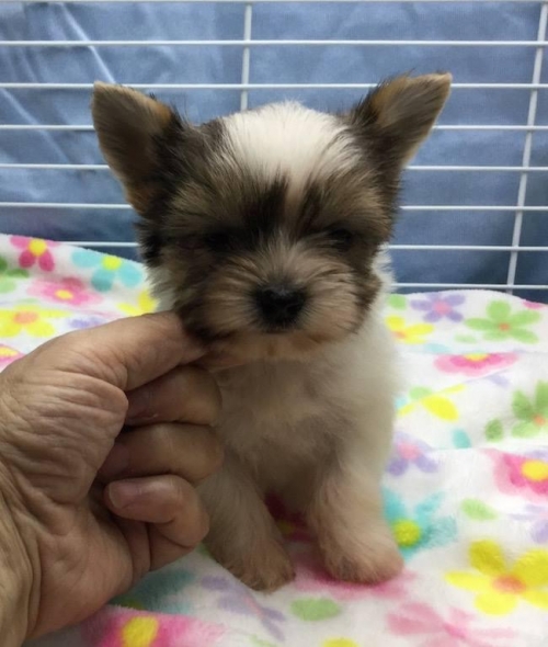 Amazing And Fantastic CKC Yorkshire Terrier Puppies 