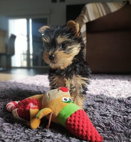 Quality Healthy Miniature CKC Yorkshire Terrier Puppies 