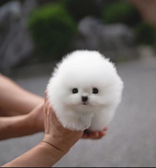 Cute Small Size Teacup Pomeranian Puppy 