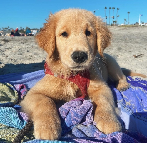   Healthy, Home Raised Golden Retriever Puppies For Adoption