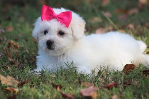  Bichons Frise Puppies For Re-homing 