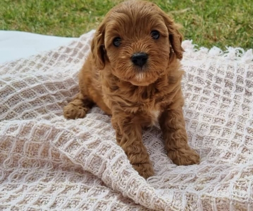  Golden Doodle Puppies Available For Adoption. 