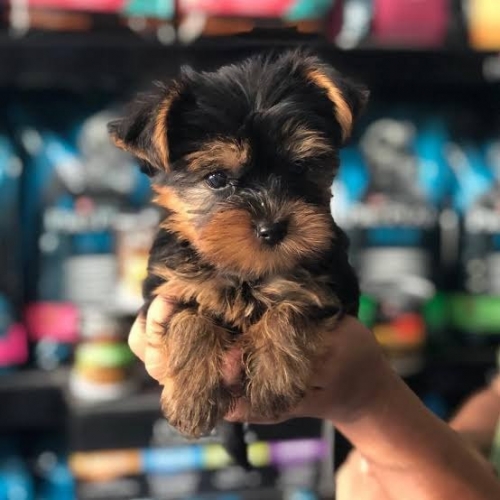  Adorable AKC Registered Teacup Yorkies Puppies.text 9374535218