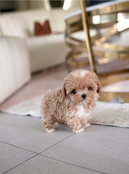 Poodle Puppy Available 