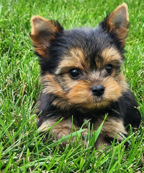 Adorable Yorkshire Terrier Pups Available.