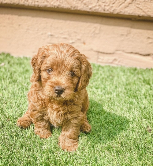  Two Cavapoo Puppies For Adoption