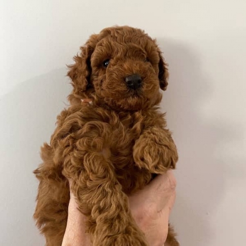 Nice Looking And Healthy Labradoodle Puppies