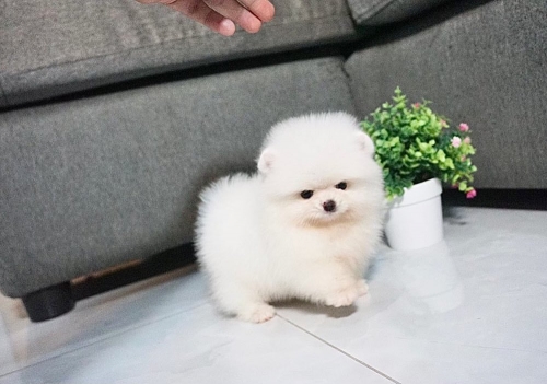 Pomeranian Cute Puppy Available 