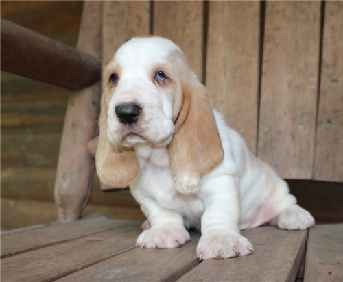 Cute Basset Hound Puppies For Re-homing 