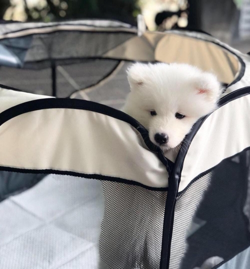 Quality Samoyed Puppies Ready For New Homes