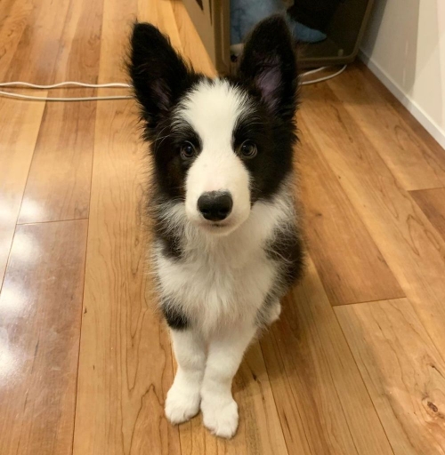 Intelligent Border Collie Puppies For Re Homing.