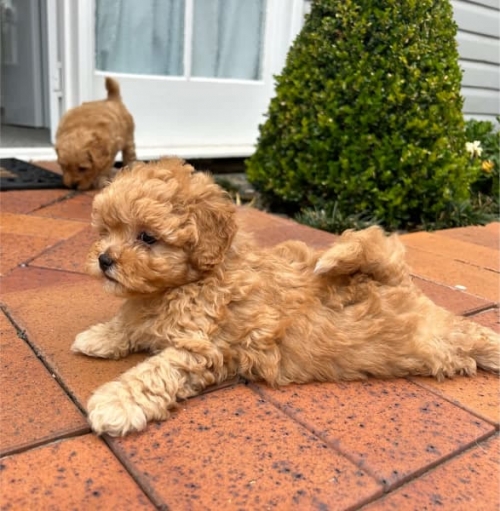  Beautiful Cavoodle Puppies, 