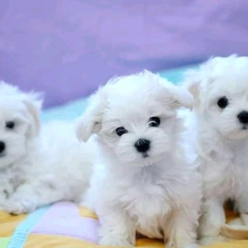 Super Adorable Maltese Puppies Anadarko, Washita707626-7303