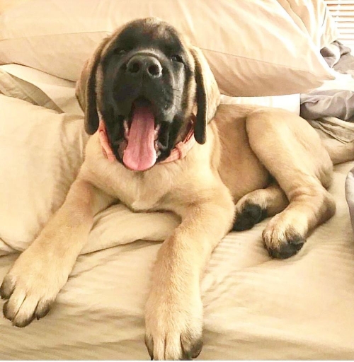 Family Trained English Mastiff Puppies For Re Homing.