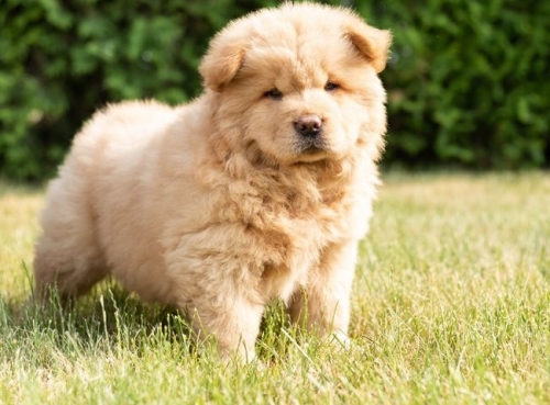 Identifiable Chow Chow Puppies