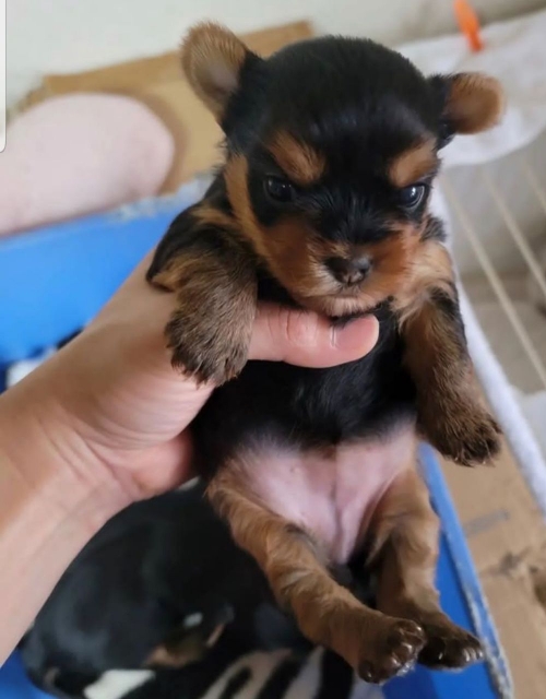 Teacup Yorkie Puppy Available For Christmas 