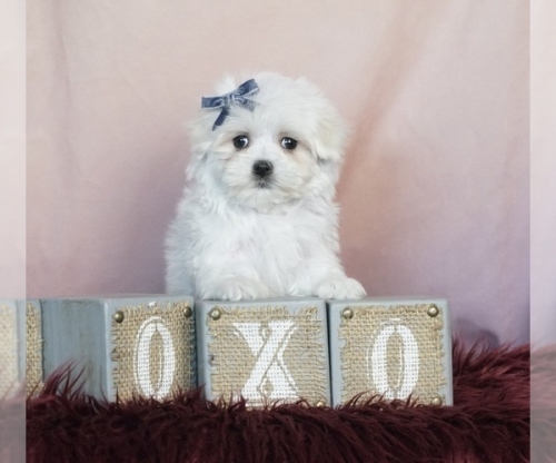 White Maltese For Sale In Culver City, Los Angeles 1707626-7303