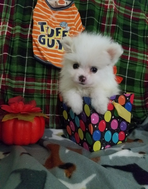  Gorgeous Male And Female Pomeranain Puppies