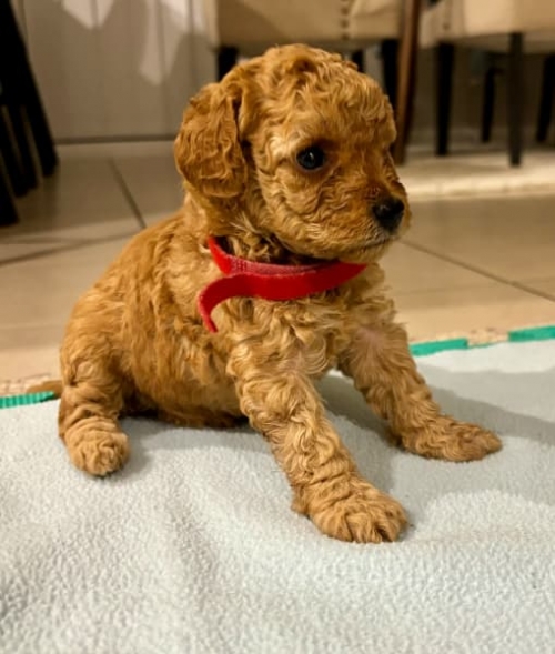  Nice Looking And Healthy Labradoodle Puppies