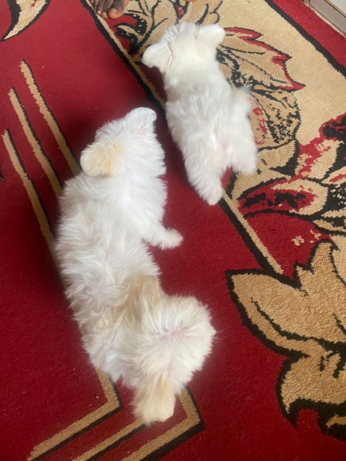 White Maltese For Sale Los Angeles, Hollywood 1707626-7303