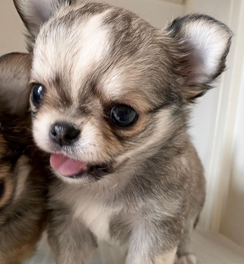 Chihuahua Puppies Available 