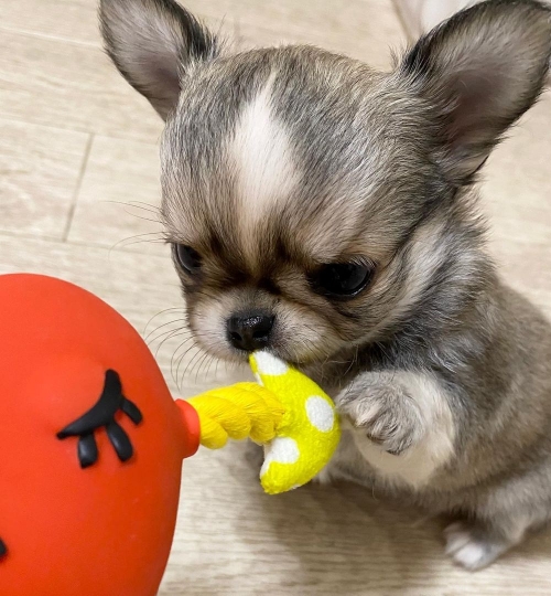 Chihuahua Puppies Available 