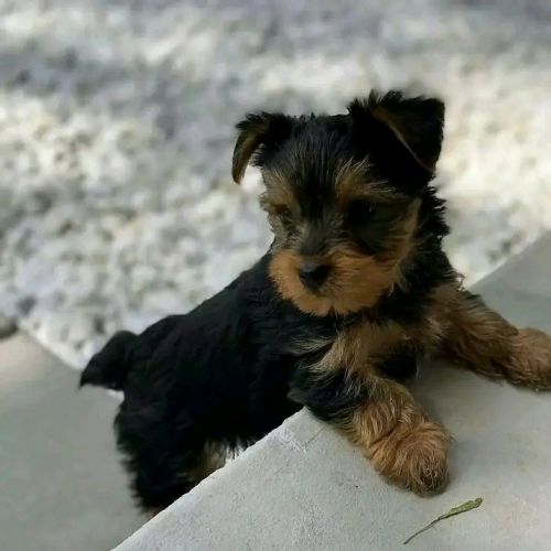 Cute Yorkie Puppies Available 