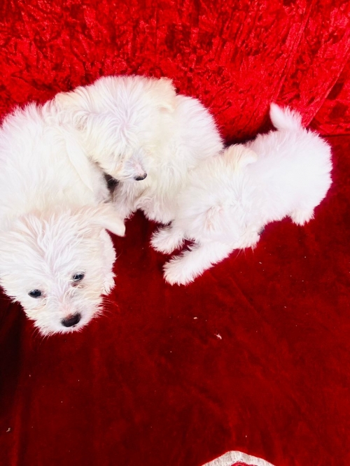   Wonderful 12 Week Old Maltese Puppies La Palma, Buena Park707626-7303