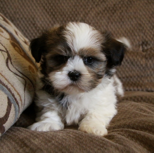   Wonderful Shih Tzu Puppies For Adoption.