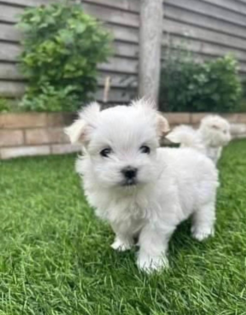 Adorable Morkie Maltese Puppies Fort Myers, Miromar Lakes 707626-7303