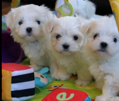Two Beautiful Male And Female Maltese Puppies  West Millgrove, W Millgrove707626-7303