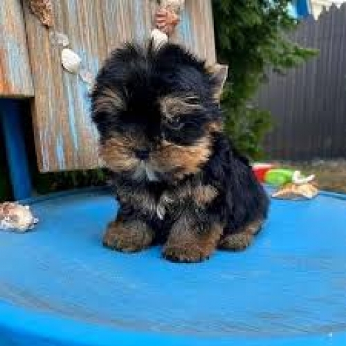 Wonderful Mini Yorkie Puppies For Adoption