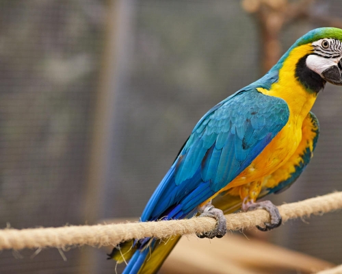  We Have Awesome Talking Pair Of Blue And Gold Macaw Parrots 