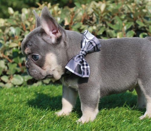 Beautiful Litter Of French Bulldogs Carrying Testable