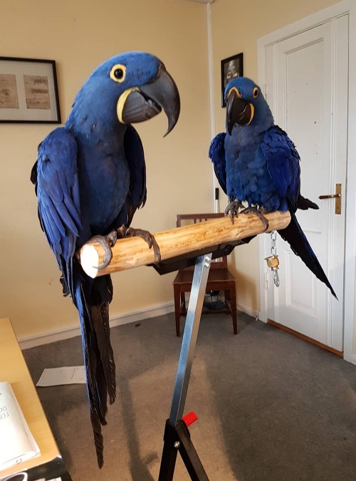  We Have 2 Hyacinth Macaw Babies For Sale.