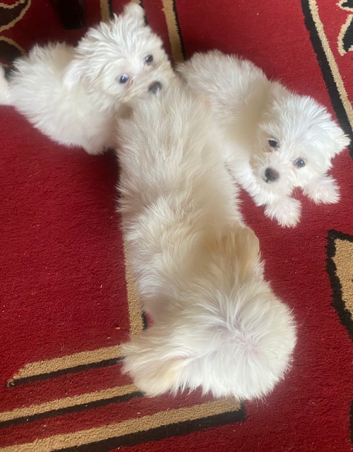 Well Socialized Maltese Puppies Available  Rockwall, Fate, Heath 707626-7303