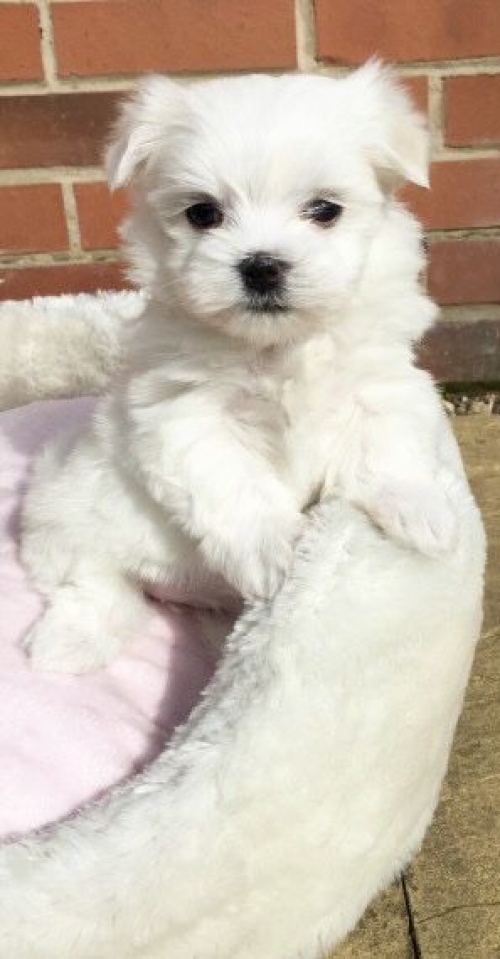 Strong And Sturdy Maltese Des Plaines, Rosemont  707626-7303