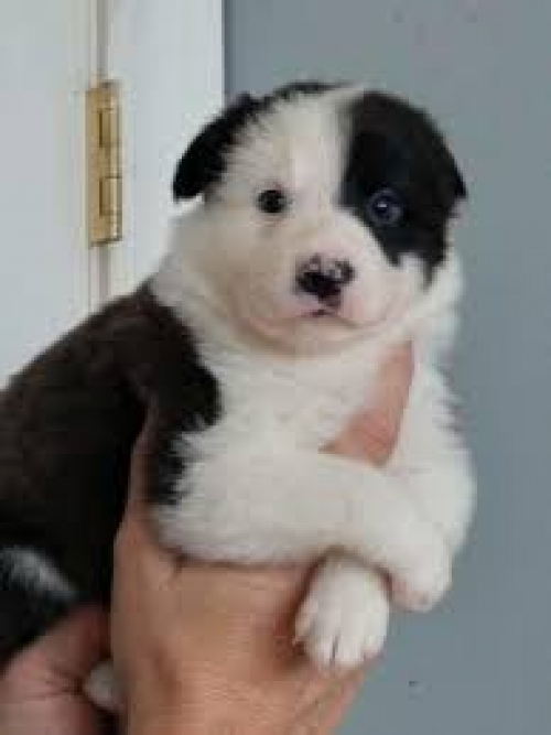  There Are Male And Female Border Collie Pups