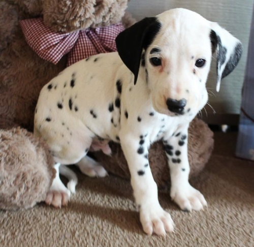   We Have A Male And Female Dalmatian Beautiful Puppies