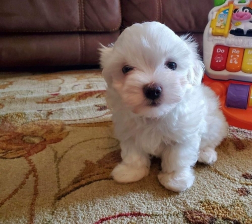 Cute And Playful Maltese Puppies Glenrock, Parkerton, Rolling Hills 707626-7303